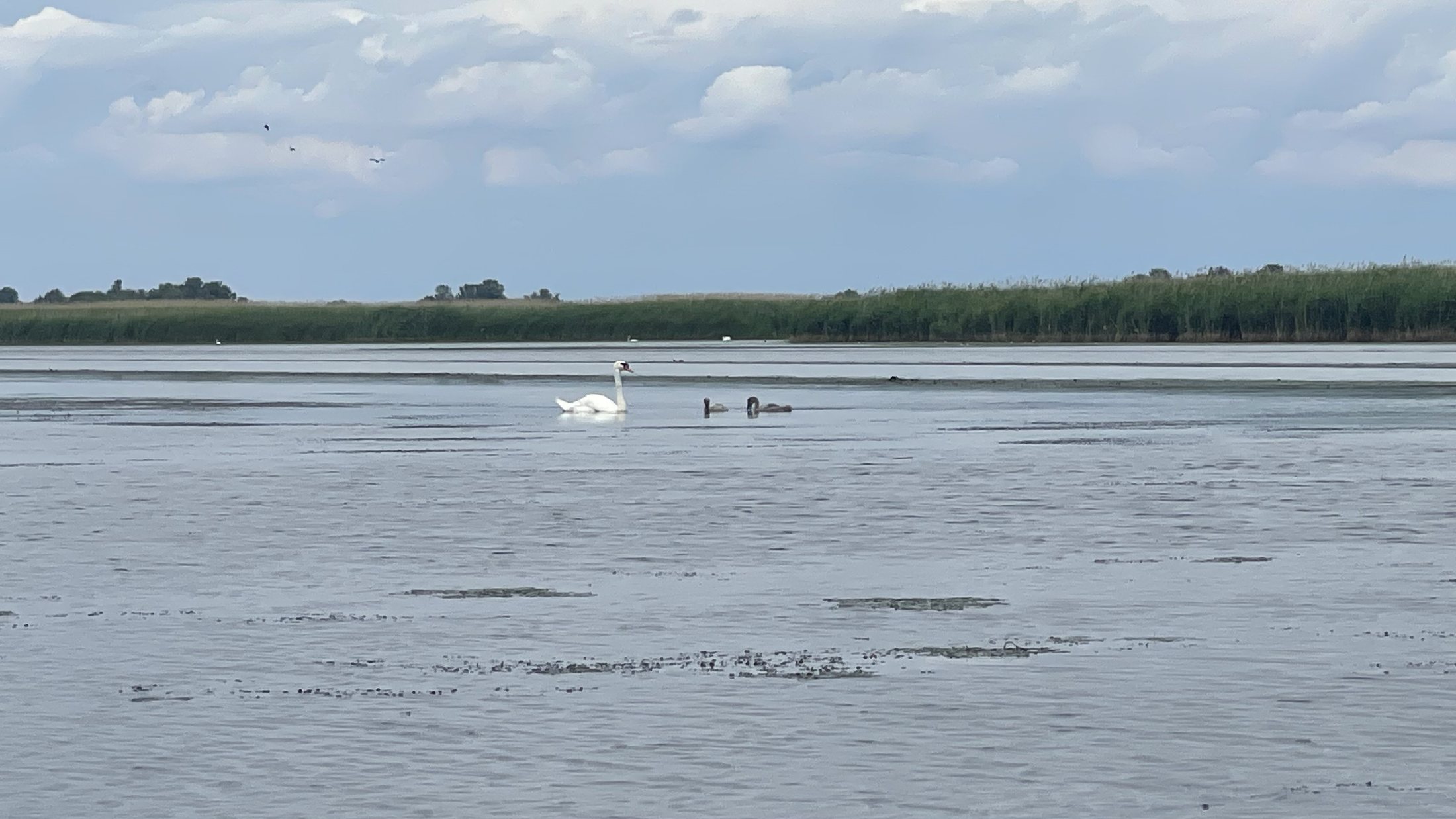 A Tisza-tó első beevezése
