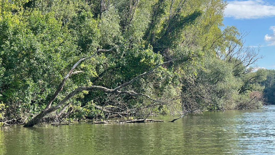 Élő Tiszás lapátolás