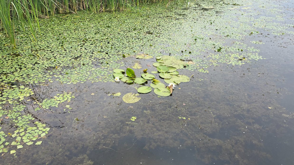 A Tisza-tó első beevezése
