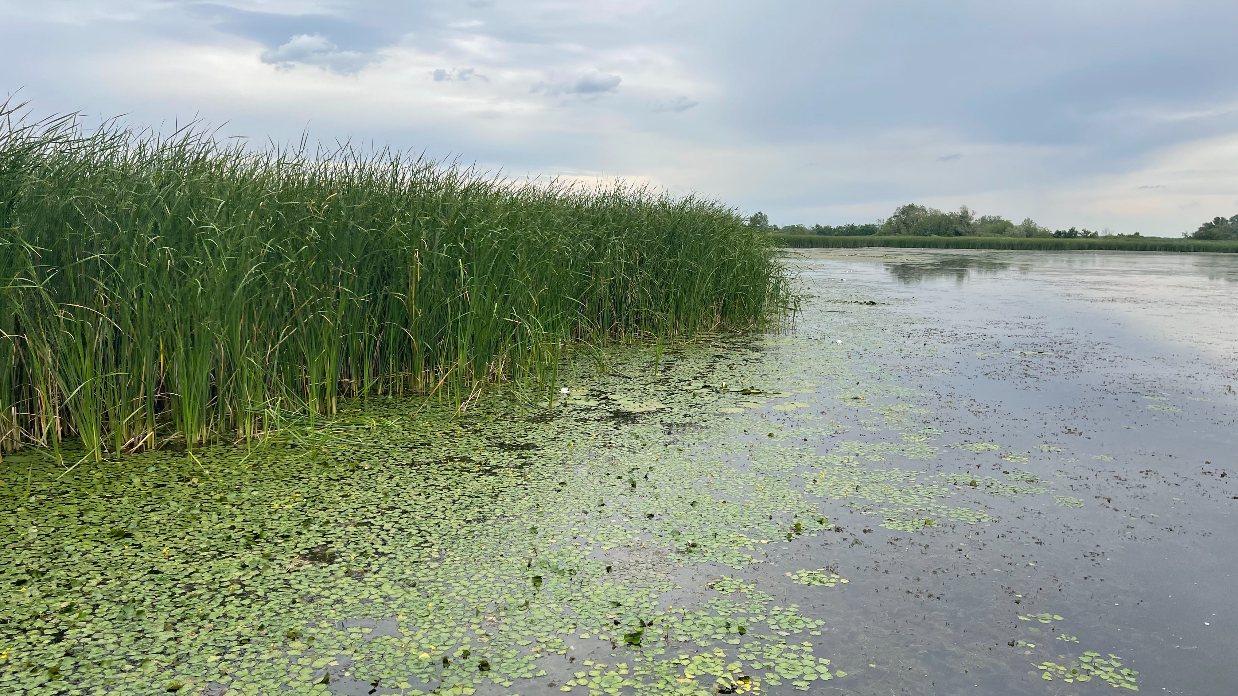 A Tisza-tó első beevezése